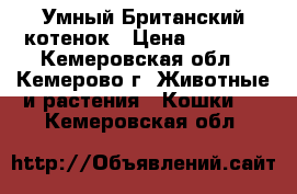 Умный Британский котенок › Цена ­ 1 500 - Кемеровская обл., Кемерово г. Животные и растения » Кошки   . Кемеровская обл.